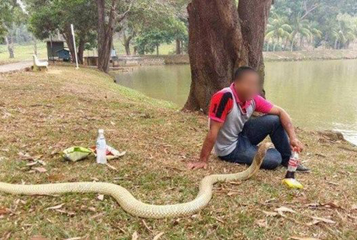 marries-snake 